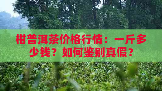 柑普洱茶价格行情：一斤多少钱？如何鉴别真假？