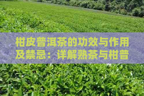 柑皮普洱茶的功效与作用及禁忌：详解熟茶与柑普洱茶的益处与应避免事项