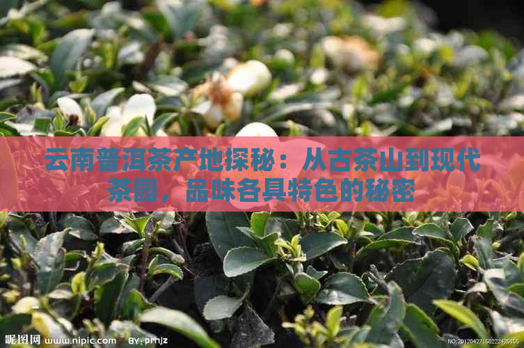 云南普洱茶产地探秘：从古茶山到现代茶园，品味各具特色的秘密