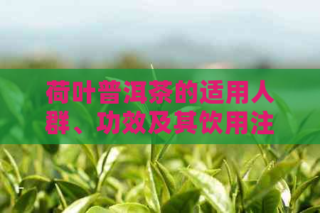 荷叶普洱茶的适用人群、功效及其饮用注意事项详解