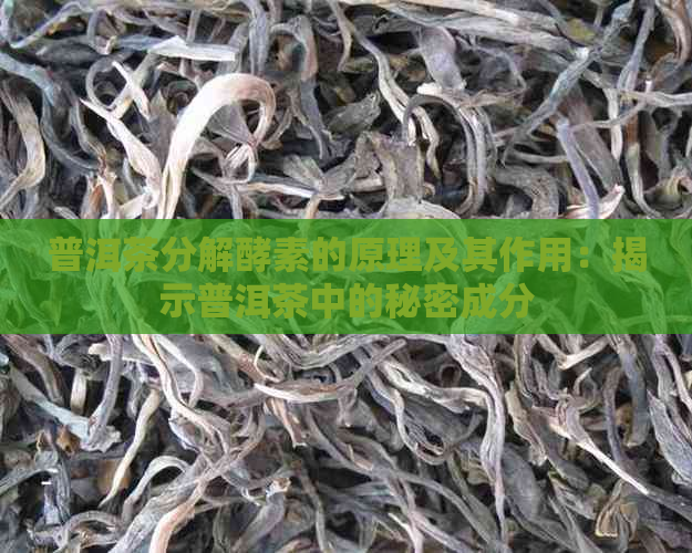 普洱茶分解酵素的原理及其作用：揭示普洱茶中的秘密成分