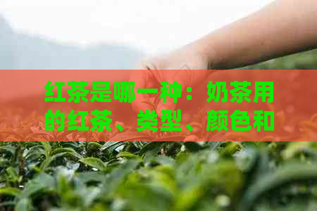 红茶是哪一种：奶茶用的红茶、类型、颜色和口感介绍