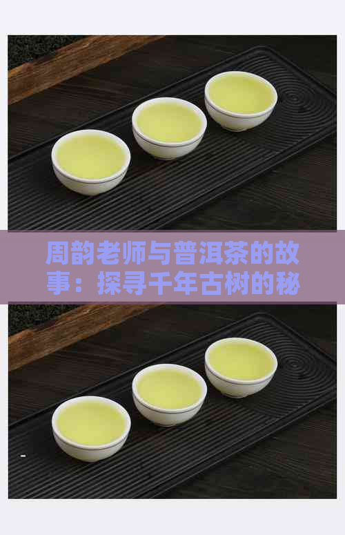 周韵老师与普洱茶的故事：探寻千年古树的秘密