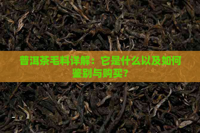 普洱茶毛料详解：它是什么以及如何鉴别与购买？