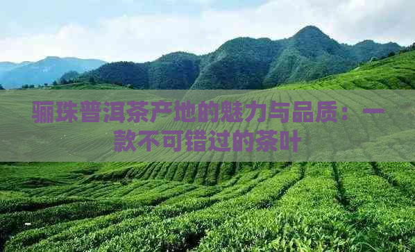 骊珠普洱茶产地的魅力与品质：一款不可错过的茶叶