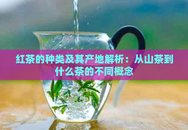 红茶的种类及其产地解析：从山茶到什么茶的不同概念