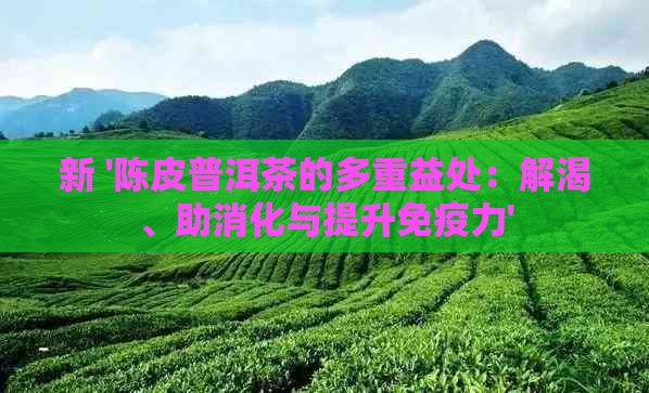 新 '陈皮普洱茶的多重益处：解渴、助消化与提升免疫力'