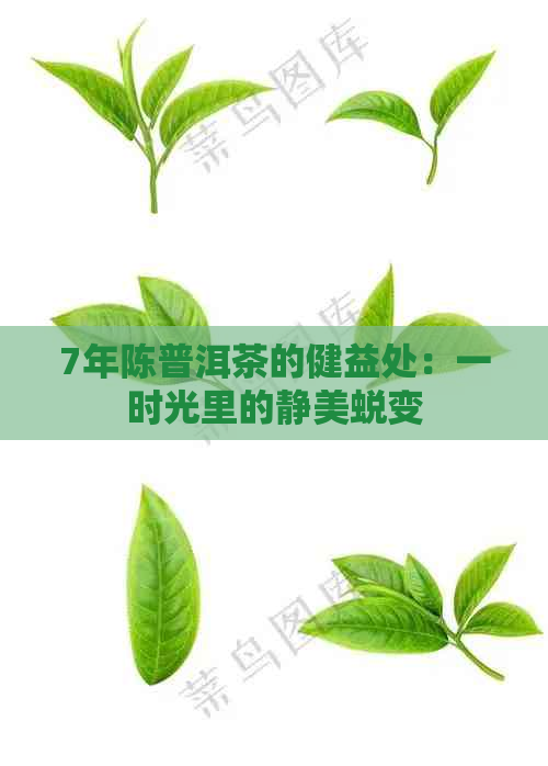 7年陈普洱茶的健益处：一时光里的静美蜕变