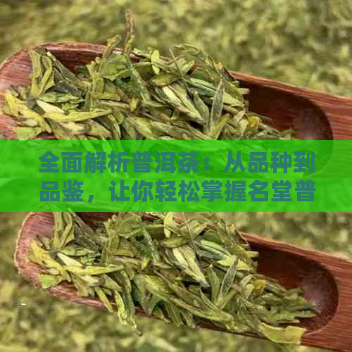 全面解析普洱茶：从品种到品鉴，让你轻松掌握名堂普洱茶的精髓