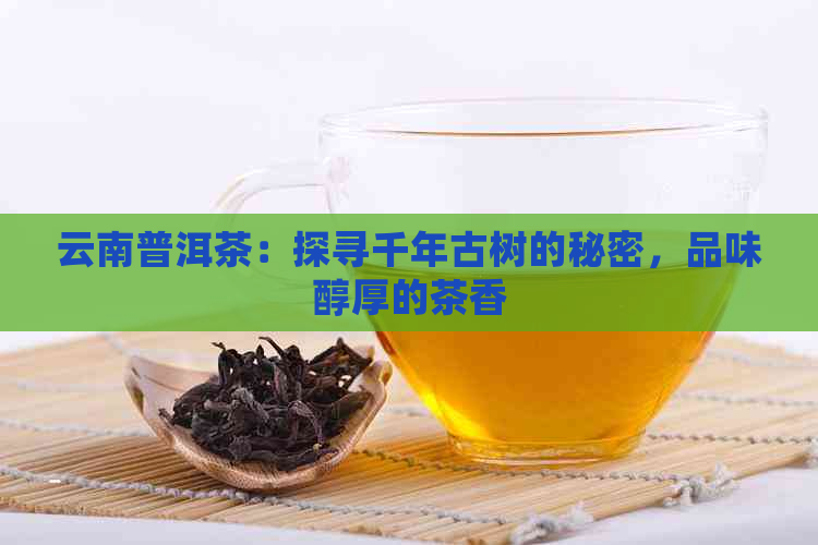 云南普洱茶：探寻千年古树的秘密，品味醇厚的茶香