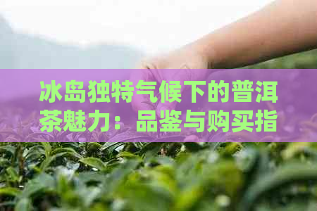 冰岛独特气候下的普洱茶魅力：品鉴与购买指南