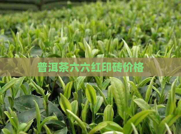 普洱茶六六红印砖价格