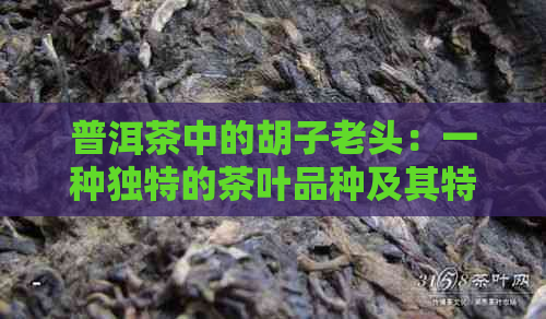 普洱茶中的胡子老头：一种独特的茶叶品种及其特点