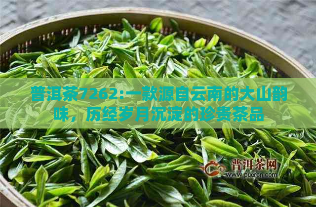 普洱茶7262:一款源自云南的大山韵味，历经岁月沉淀的珍贵茶品