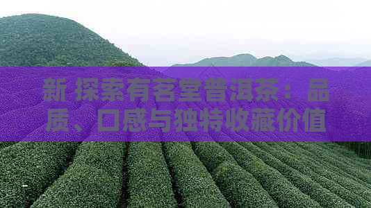 新 探索有茗堂普洱茶：品质、口感与独特收藏价值