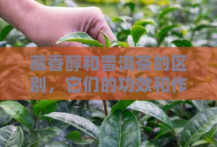 藏香醇和普洱茶的区别，它们的功效和作用以及价格是多少？