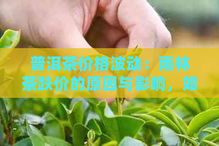 普洱茶价格波动：雨林茶跌价的原因与影响，如何选购和保存？