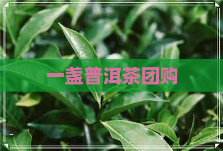 一盏普洱茶团购