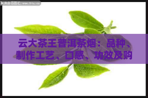 云大茶王普洱茶烟：品种、制作工艺、口感、功效及购买指南全面解析