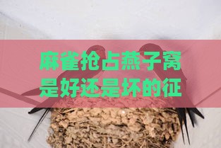 麻雀抢占燕子窝是好还是坏的征兆及其风水寓意与应对措施