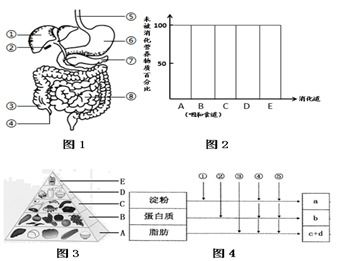 揭秘燕窝内部结构：探究白色物质及其营养成分与功效