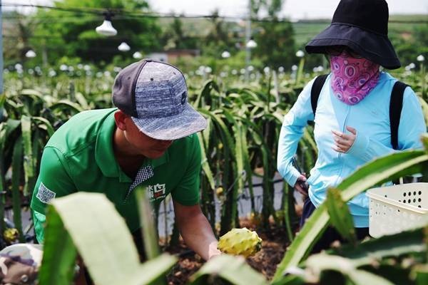 海南燕窝果种植基地：种植技术、产业链发展、市场前景及旅游参观指南