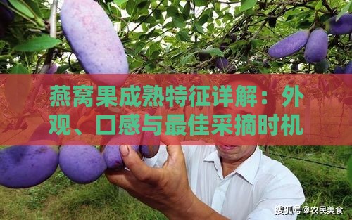 燕窝果成熟特征详解：外观、口感与更佳采摘时机全方位指南