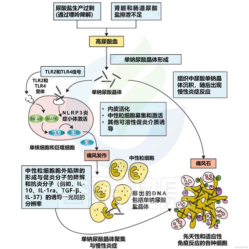 探究燕窝酸对人体的益处与潜在风险