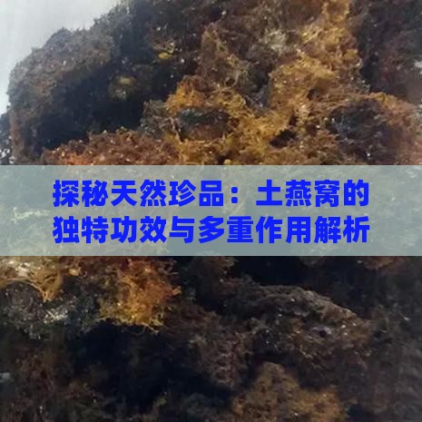 探秘天然珍品：土燕窝的独特功效与多重作用解析