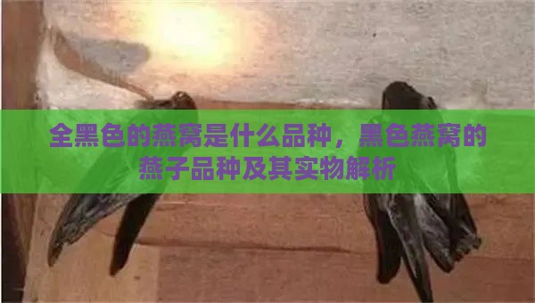 全黑色的燕窝是什么品种，黑色燕窝的燕子品种及其实物解析