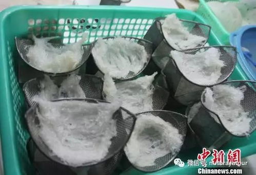 有什么燕窝品种推荐好的：挑选优质燕窝种类指南