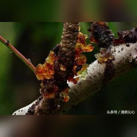 燕窝搭配哪些食材缓解胃痛：全方位食谱推荐与效果分析