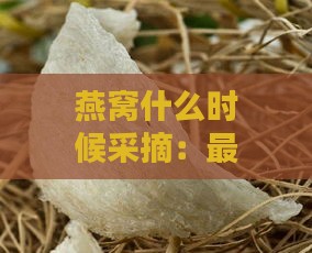 燕窝什么时候采摘：更佳季节与具体收获时间解析