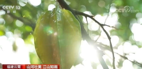 燕窝什么时候采摘：更佳季节与具体收获时间解析