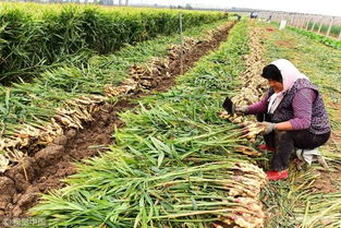 燕窝采摘季节与全年收获时间解析：全方位了解燕窝生产周期