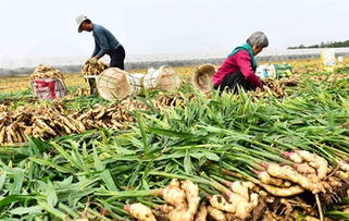 燕窝采摘季节与全年收获时间解析：全方位了解燕窝生产周期