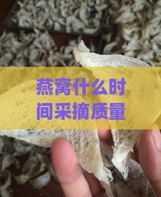 燕窝什么时间采摘质量好