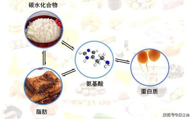 竹燕窝与碳水化合物的关系：揭秘碳水减重危害真相