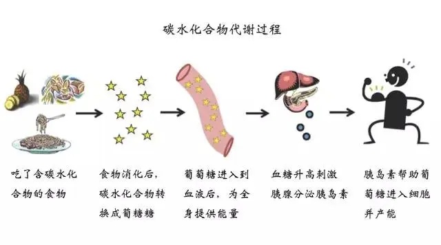 竹燕窝与碳水化合物的关系：揭秘碳水减重危害真相