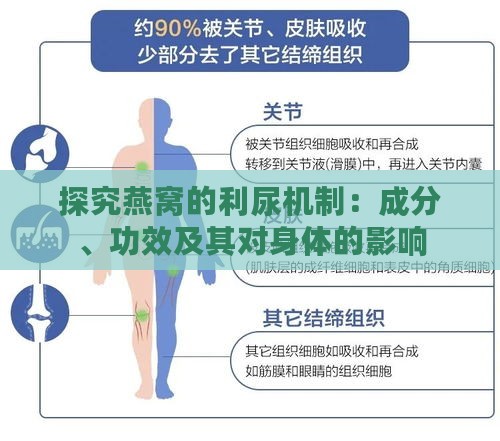 探究燕窝的利尿机制：成分、功效及其对身体的影响