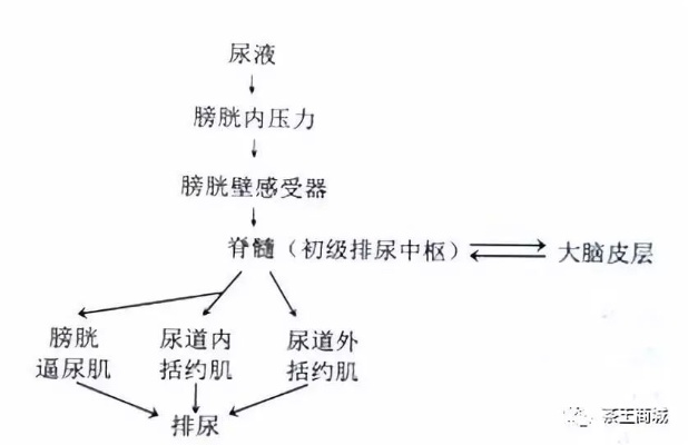 燕窝利尿及其对尿频、尿酸、尿床的影响探究