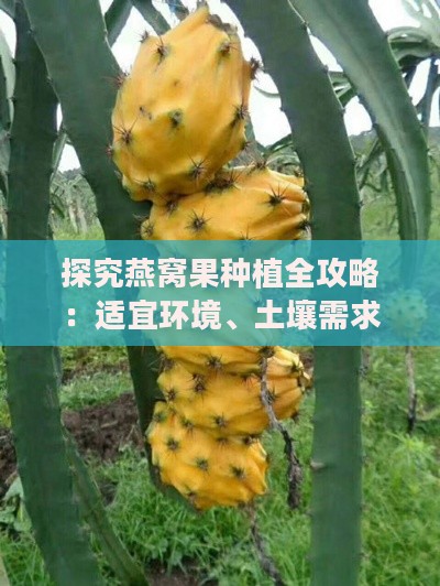 探究燕窝果种植全攻略：适宜环境、土壤需求与关键栽培技术解析