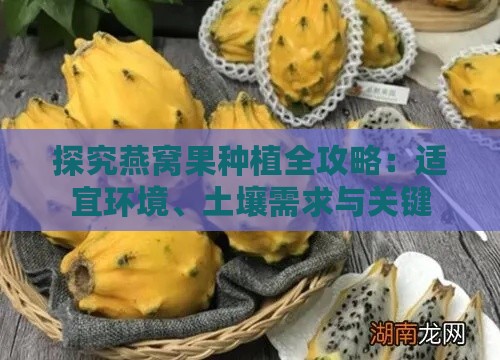 探究燕窝果种植全攻略：适宜环境、土壤需求与关键栽培技术解析