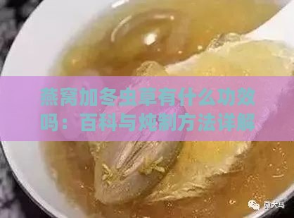 燕窝加冬虫草有什么功效吗：百科与炖制方法详解