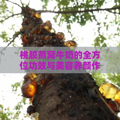 桃胶燕窝牛奶的全方位功效与美容养颜作用解析