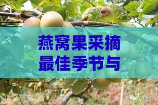 燕窝果采摘更佳季节与全年种植管理指南