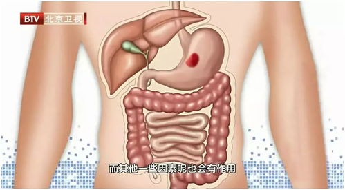 燕窝对肾脏健康的益处及在肾病治疗中的应用解析