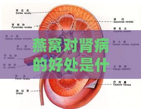 燕窝对肾病的好处是什么意思：燕窝对肾脏的具体益处解析