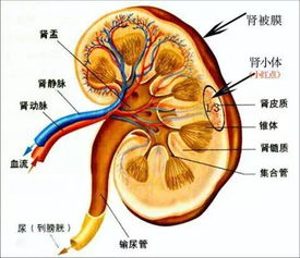 燕窝对肾病的好处是什么意思：燕窝对肾脏的具体益处解析