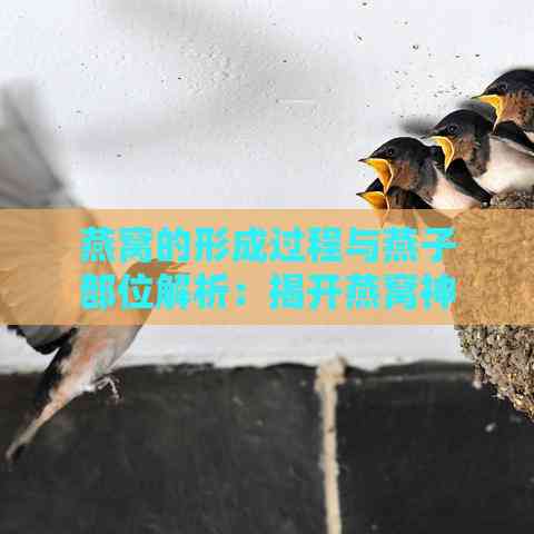 燕窝的形成过程与燕子部位解析：揭开燕窝神秘面纱